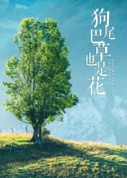 狗尾巴草也是花海报